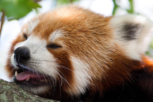 Norfolk Zoo | Red Panda. Taken at the Norfolk Zoo in Norfolk… | Mike ...