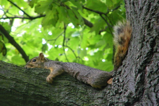 37/365/1132 (July 18, 2011) – Squirrel on a very hot day in Ann Arbor (University of Michigan)