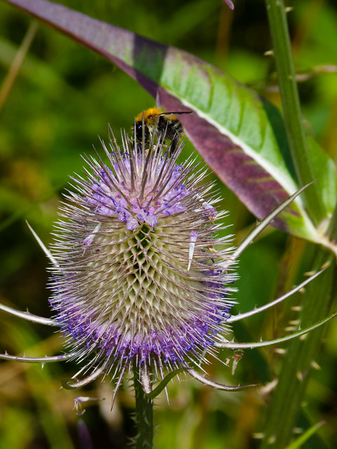 Teazle flower with visiting bee