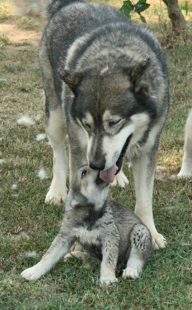 Licking Dad - IMG_4999 - PICNIK | Dora the wolf-dog puppy li… | Flickr
