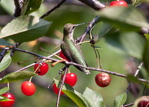 Ruby-throated Hummingbird in cherry tree