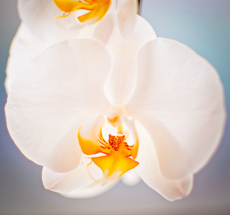 flowers 3 | Flickr