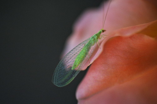 Green lacewing by slowhand7530