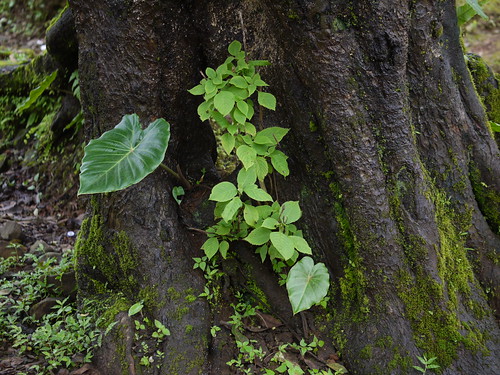 araceae aroidfamily arumfamily perennial tuber stolon herb remusatiavivipara arumviviparum caladiumviviparum colocasiavivipara remusatiaformosana hitchhikerelephantear ಕಾಡುಗಡ್ಡೆ ಮರಕೆಸು रुखाळूं रुखाळू മരച്ചേമ്പ് മരതാള് लालकंद जलुका कालोपिडालु लक्ष्मणा ಮರಚೆವು ಮರತೇವು