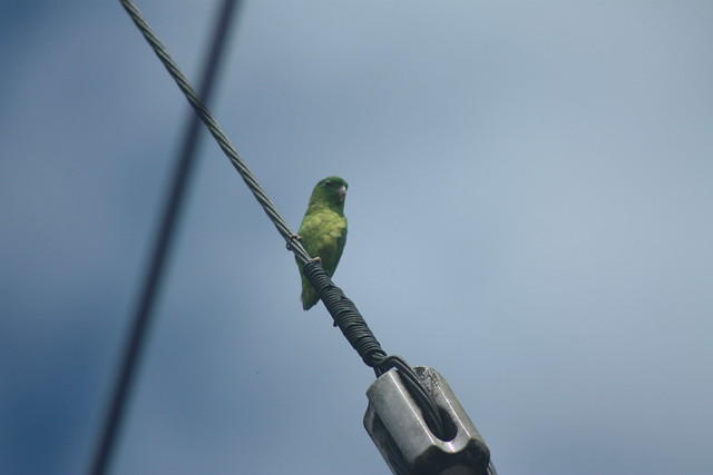 Dusky-billed Parrotlet- Tena, Ecuador