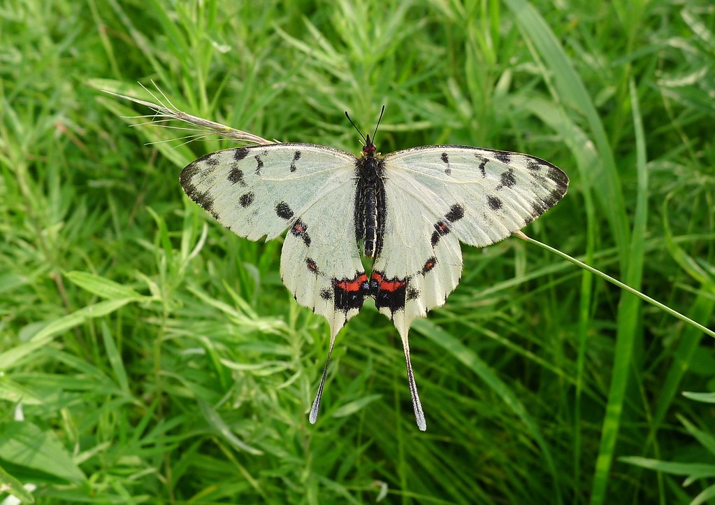 Sericinus montela (Papilionidae: Parnassiinae) | Russian Far… | Flickr