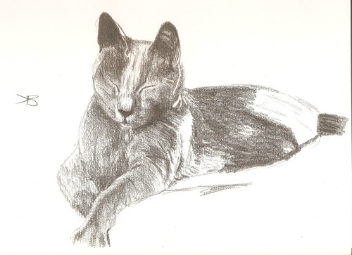 Sheba cat | by piper.dawn