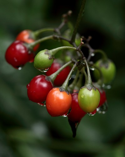 Bush Berries by Brian Callahan (Luxgnos.com)