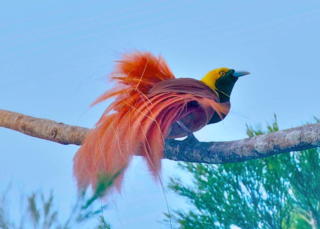 3839 Raggiana Bird-of Paradise | (Paradisaea raggiana) Varir… | Flickr