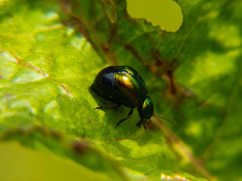 Pregnant Green dock beetle