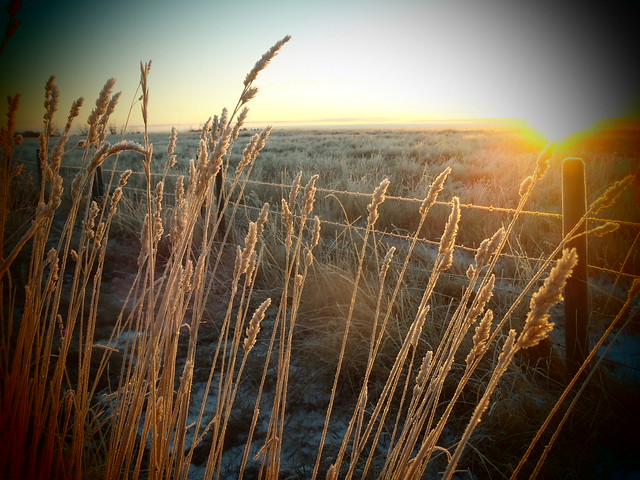 Frosty Morning in Southern Alberta -------- Push Large  Friends