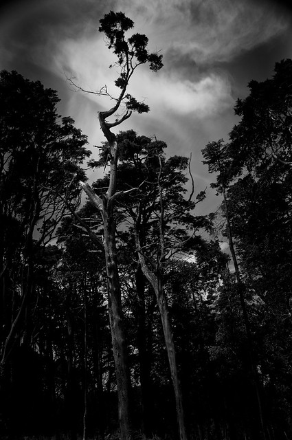 894 ~ the majestic dark forest of Sintra