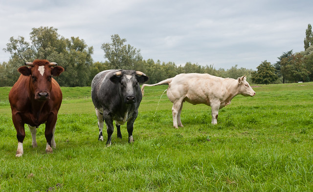 Drie koeien - Three cows