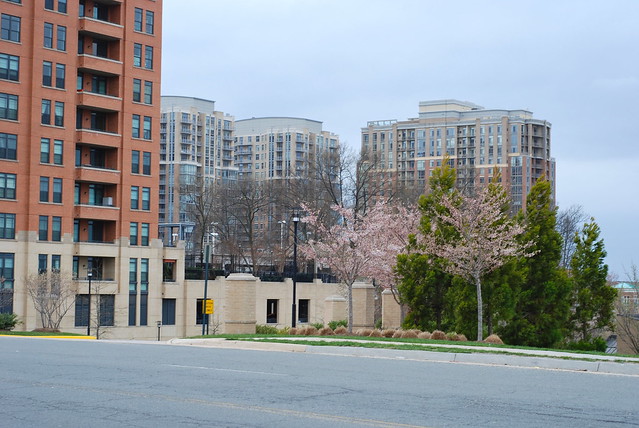 The Paramount and Reston Town Center Buildings in Distance, from Fountain Drive