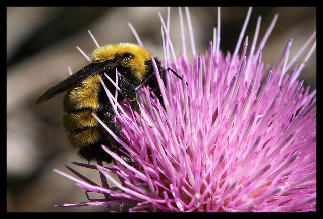 Wild Bumblebee on a Thistle Flower - 2852