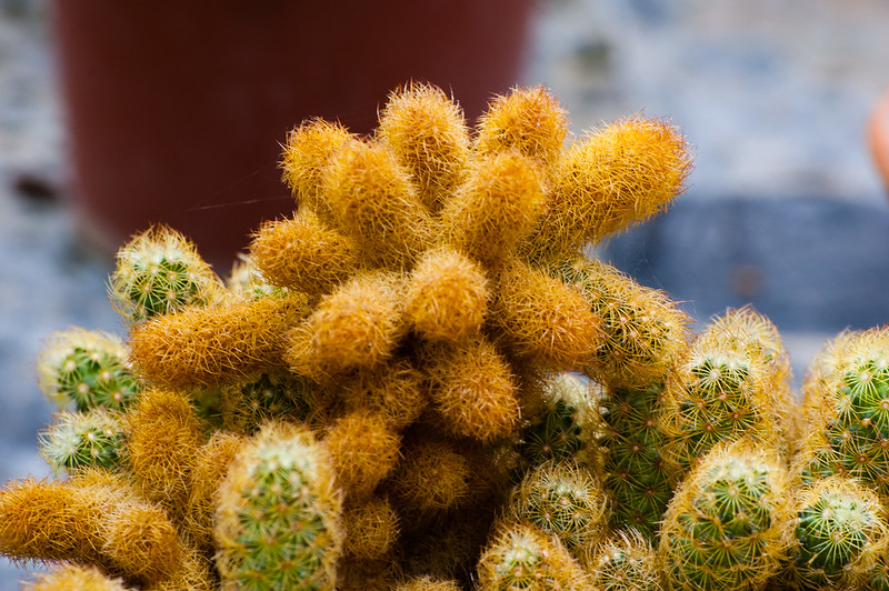 Access all areas 2 - cactus