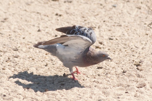 Pigeon Landing
