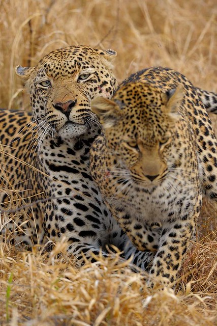 The leopard couple