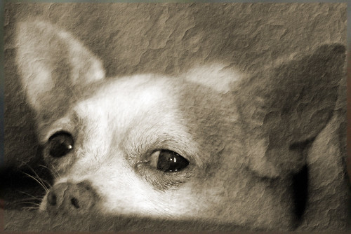 Baby Duke | by phanstroni