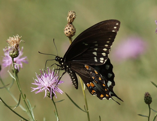 Spicebush Swallowtail on Spotted Knapweed