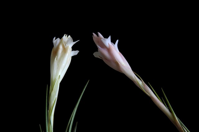 Tillandsia aeranthos var alba e var albescens - 2011 - 1