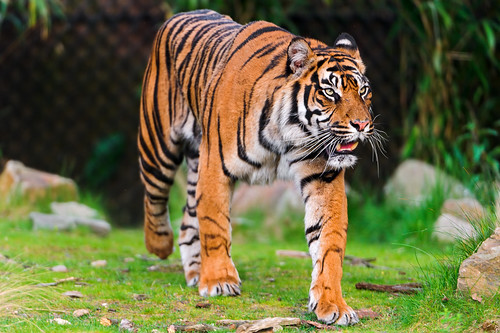 Walking Sumatran tiger | I don't have many pictures of Sumat… | Flickr
