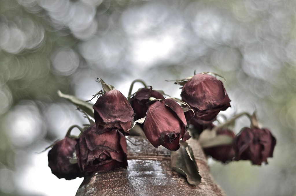 Wilted Roses by ricko