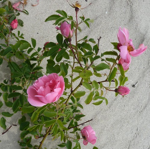 pink flowers plant beach nature rose estonia blossoms blooms parnu rosesforeveryone