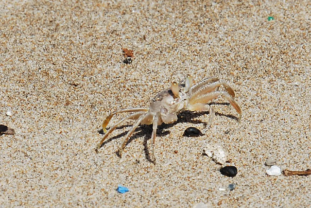 Ghost crab