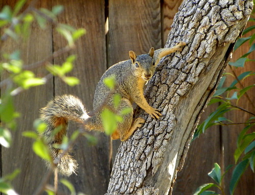 You Will Never Catch Me! | by The Brit_2