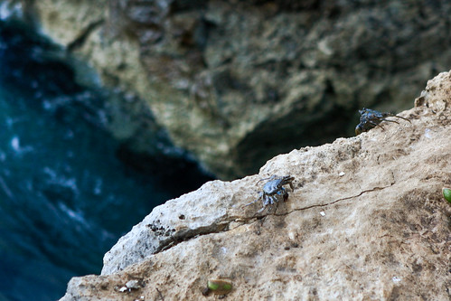 Crabs, Kralendijk | by cliff.hellis