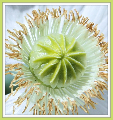 Heart of the poppy | by Juniebabie