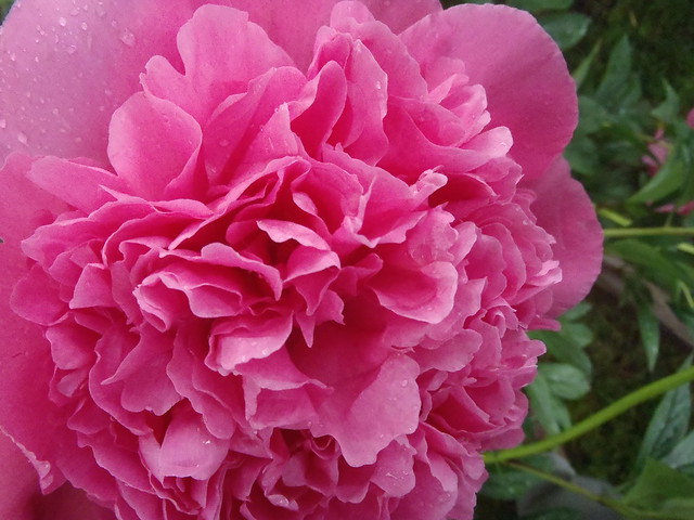 Blushing Pink ......  Flower Garden