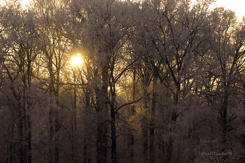 trees winter sunset snow ice nature backlight wintersun pictbystinnie