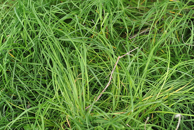 Allium oleraceum VILLILAUKUR Field Garlic