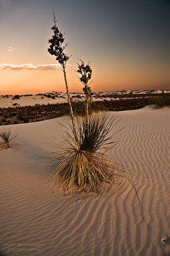 The Soft Sunset 2 of White Sands National Monument, New Mexico by D200-PAUL