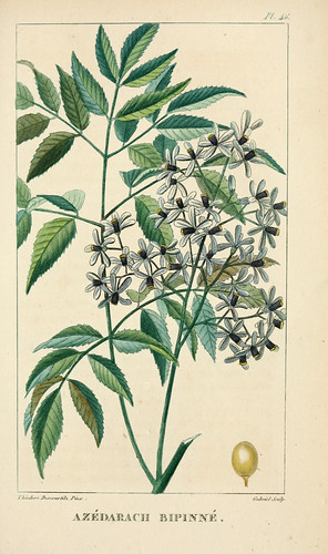 n348_w1150 | Flore pittoresque et médicale des Antilles v.1… | Flickr