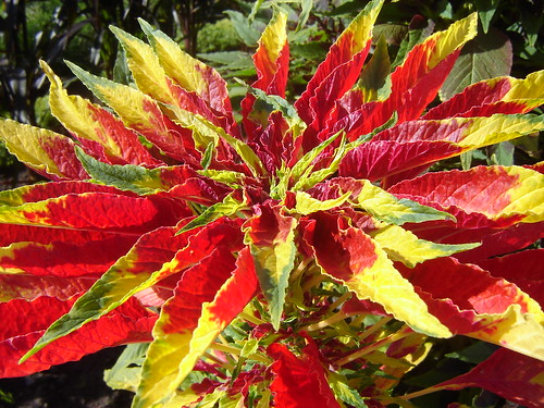 Amaranthus tricolor