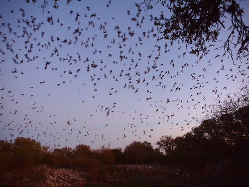cave bracken bats batconservationinternational