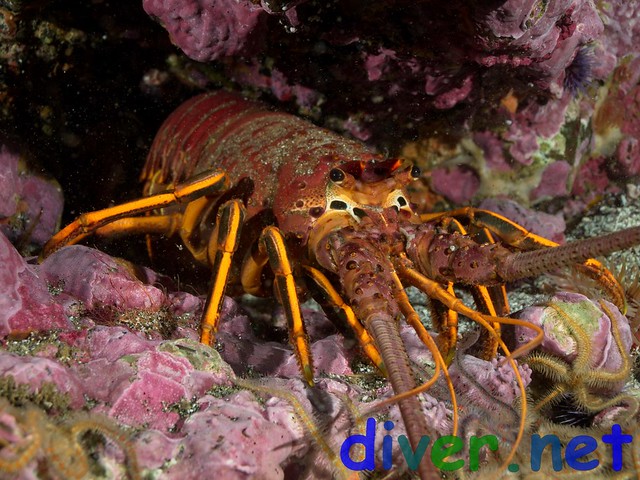 Panulirus interruptus (California Spiny Lobster) - Santa Barbara Island, California