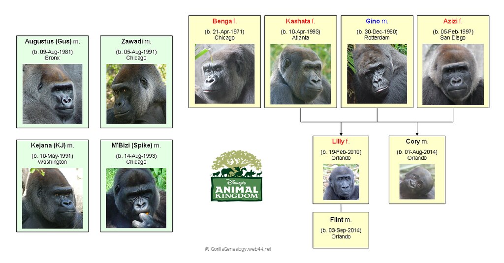 Gorilla Family - Disney's Animal Kingdom (Version 1) | Flickr