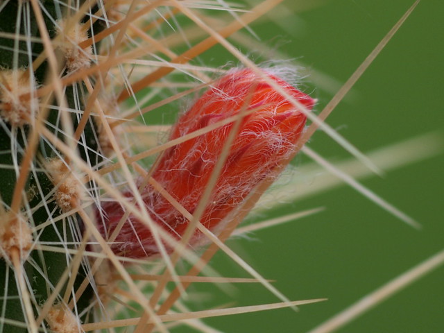 gut geschützt - Cleistocactus baumannii