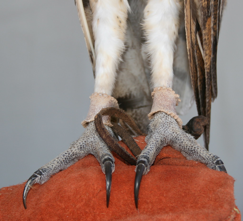 Barn Owl Talons
