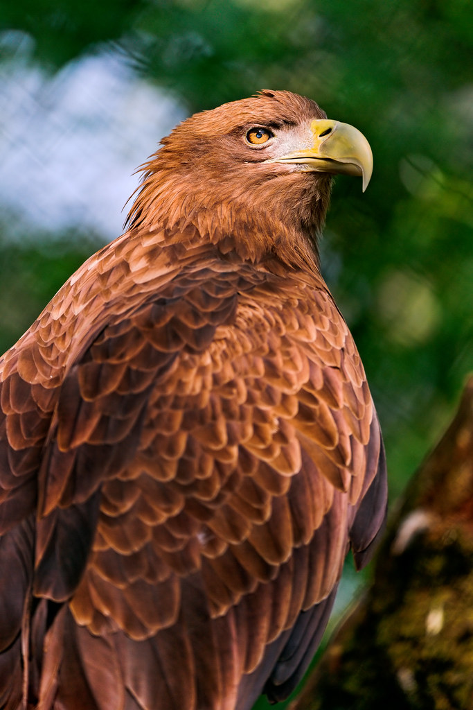 Nice brown eagle