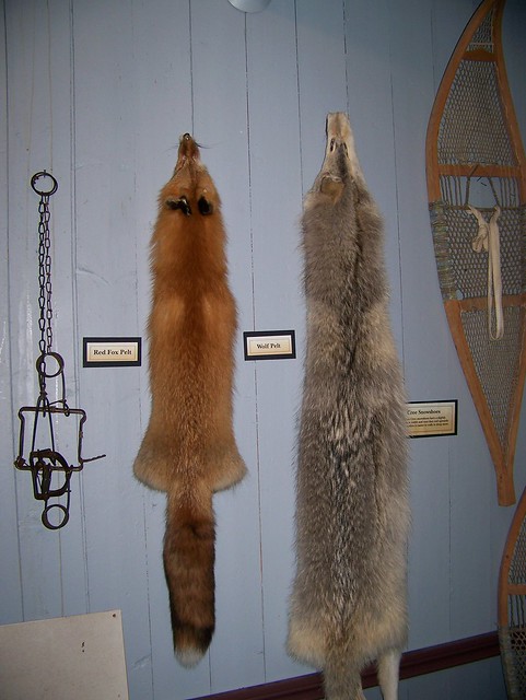 Fox and wolf pelts, snowshoes
