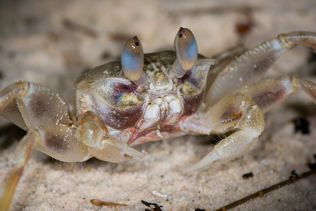 Blue-eyed crab