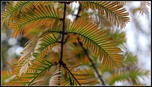 Metasequoia glyptostroboides – métaséquoia du Sichuan  22407438400_10ef4c50ce