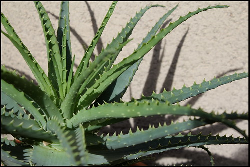 Aloe x spinosissima 22736815080_529c7297df