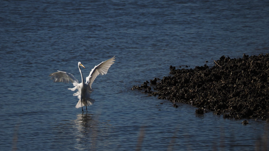 Landing | OLYMPUS DIGITAL CAMERA | carlinsc | Flickr