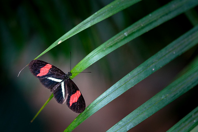 Butterfly conservatory